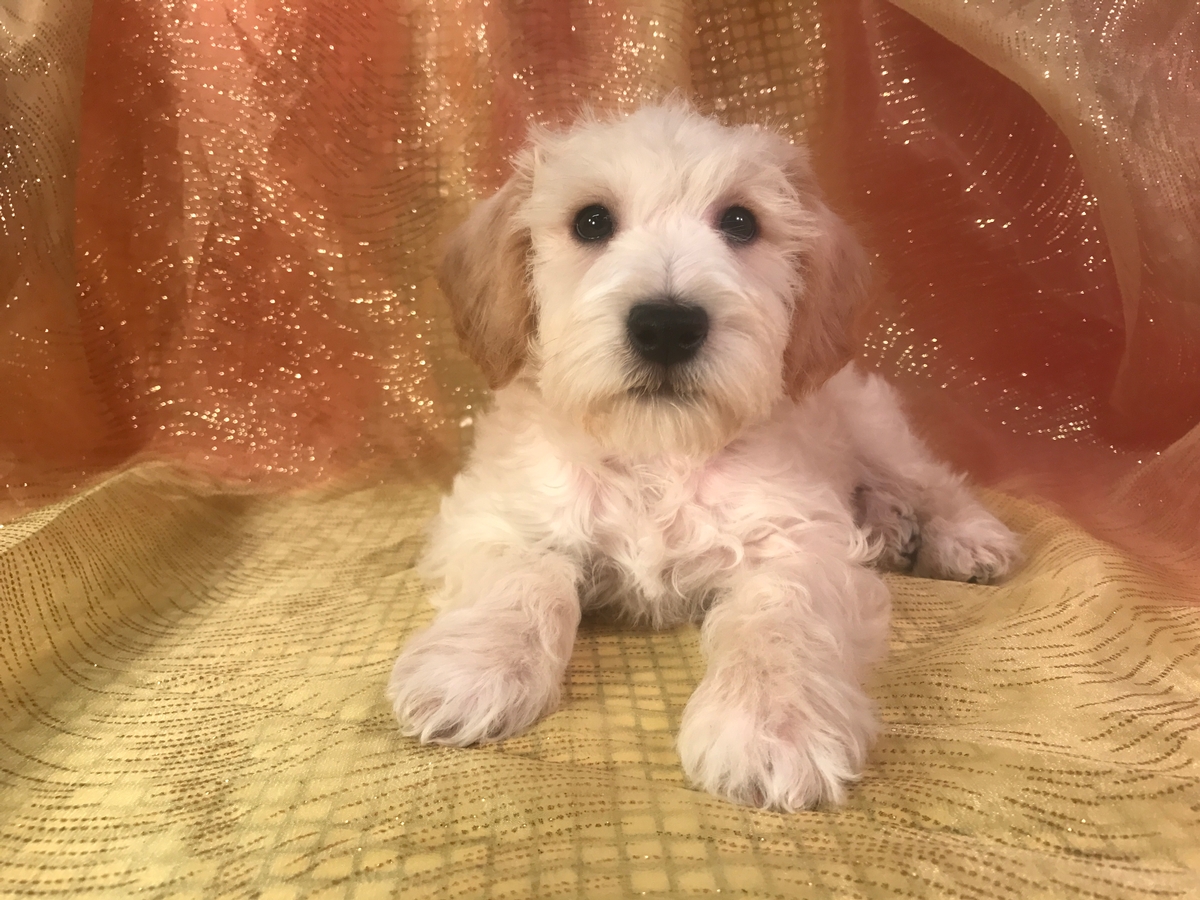 Male Schnoodle Pup for sale $975